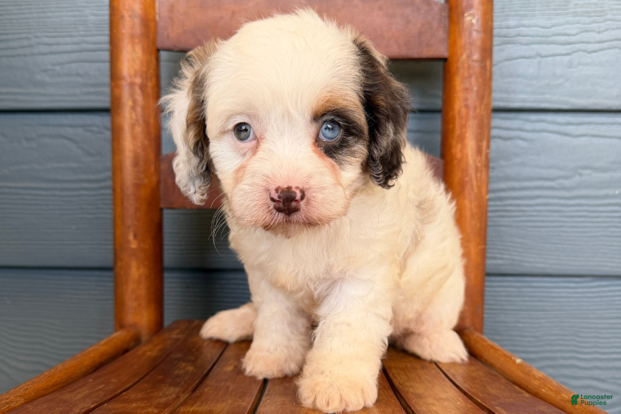 Cavapoo dogs Garnet - Ad 5