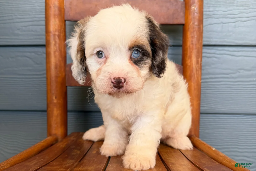 Cavapoo dogs for sale: Garnet - Ad 1