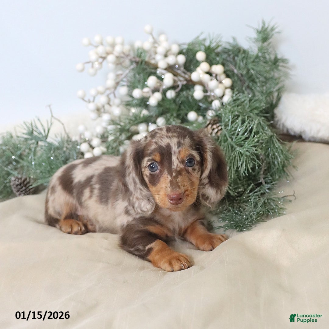 Miniature Dachshund dogs for sale: Oscar - Ad 3