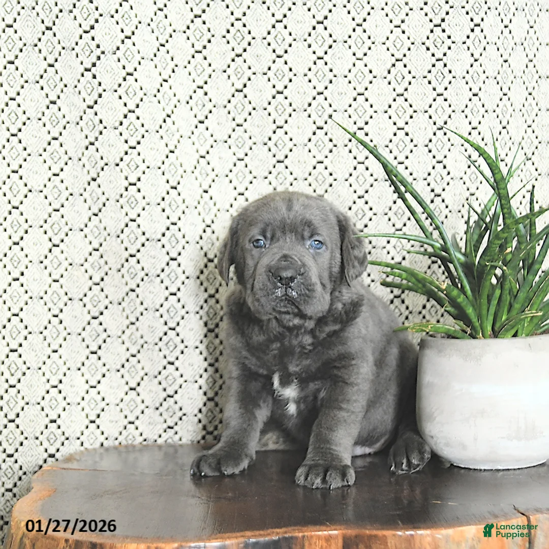 Cane Corso dogs for sale: Tank - Ad 2