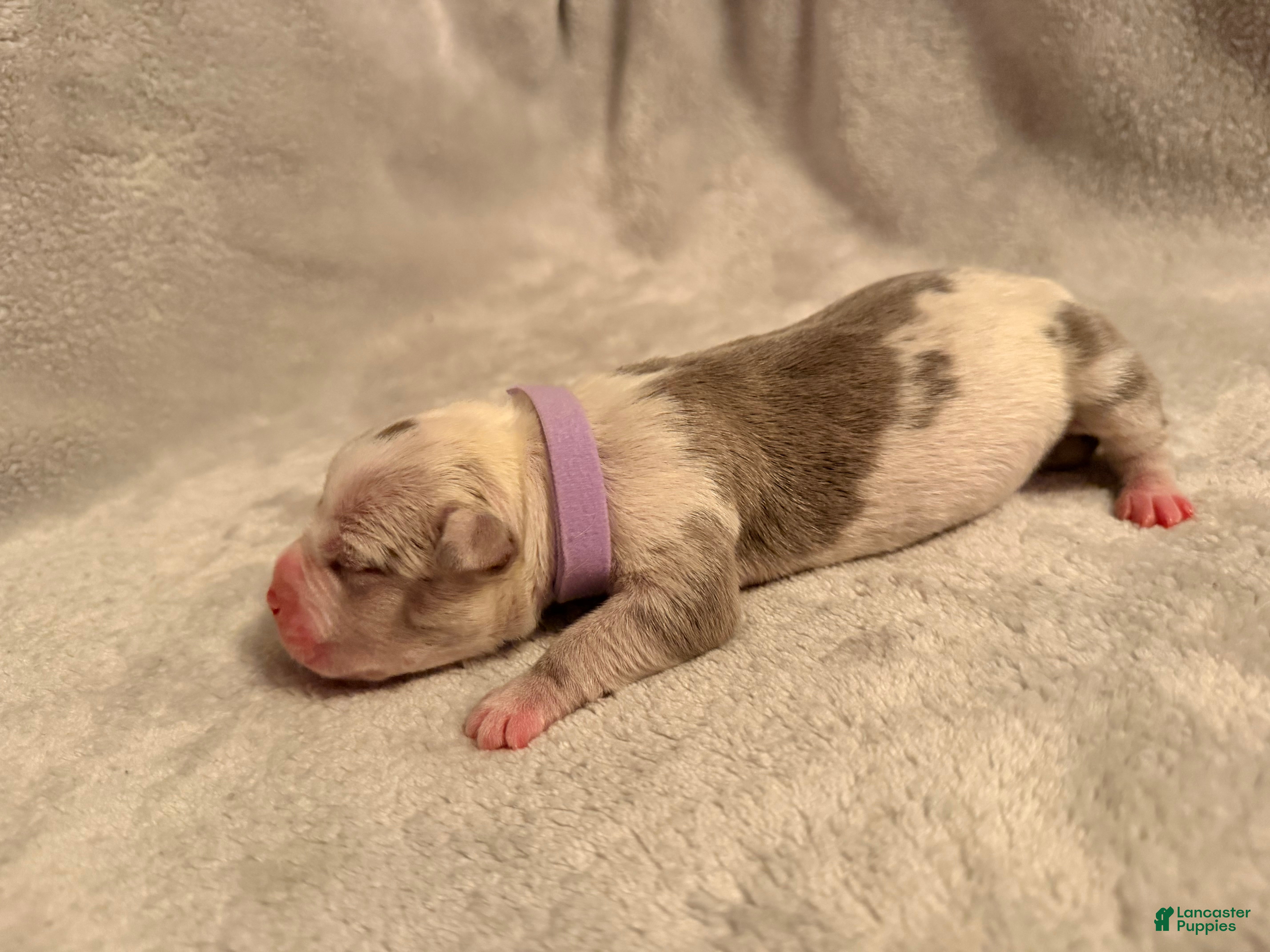 American Bully dogs for sale: Platinum Merle Purple Collar - Ad 3
