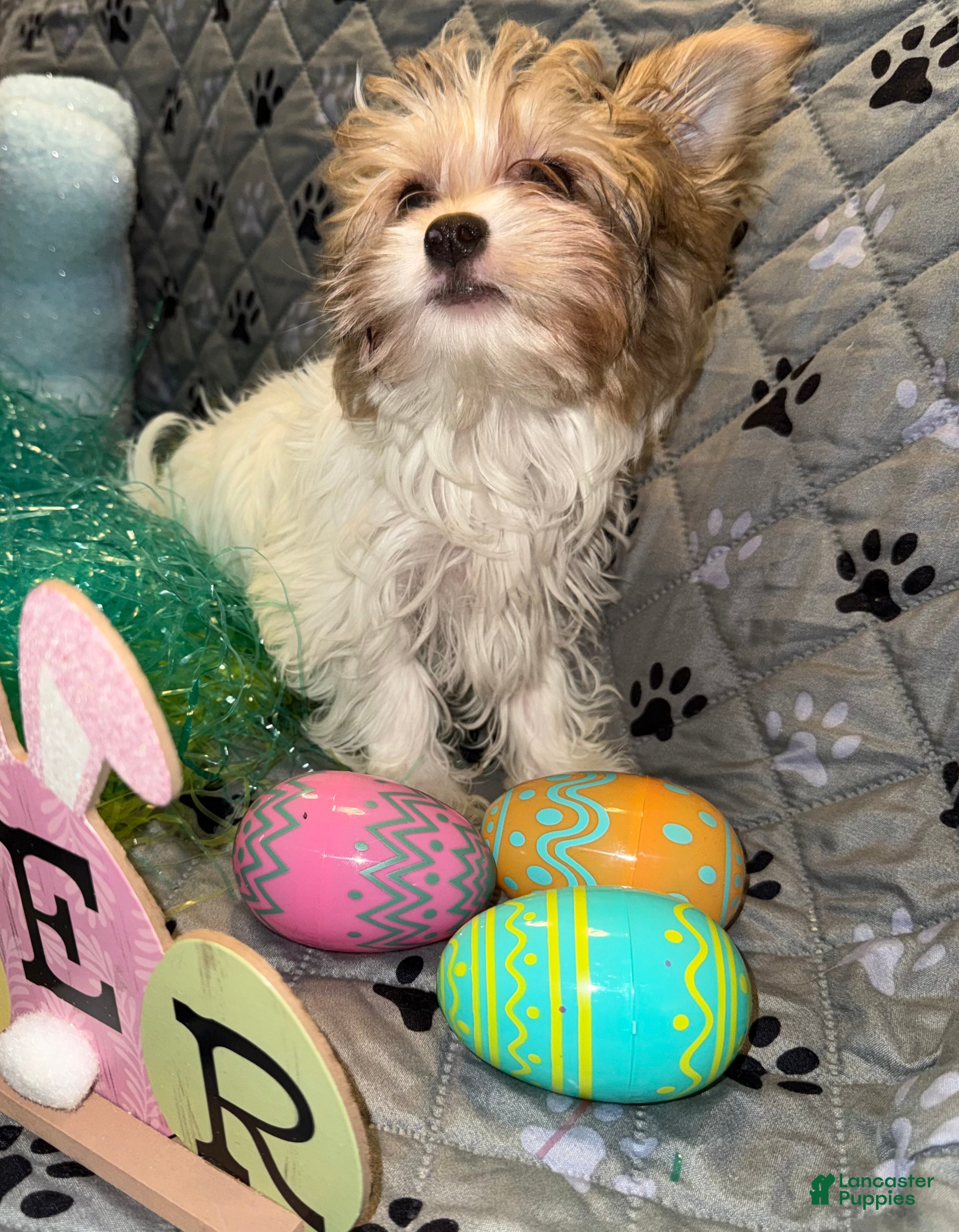 Yorkshire Terrier dogs Blaze - Ad 2
