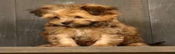 Havapoo dogs for sale: Missy - Ad 7