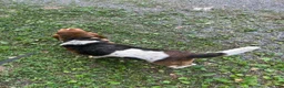 Basset Hound dogs for sale: Sister  - Ad 4