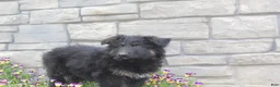 German Shepherd dogs for sale: Devon - Ad 4