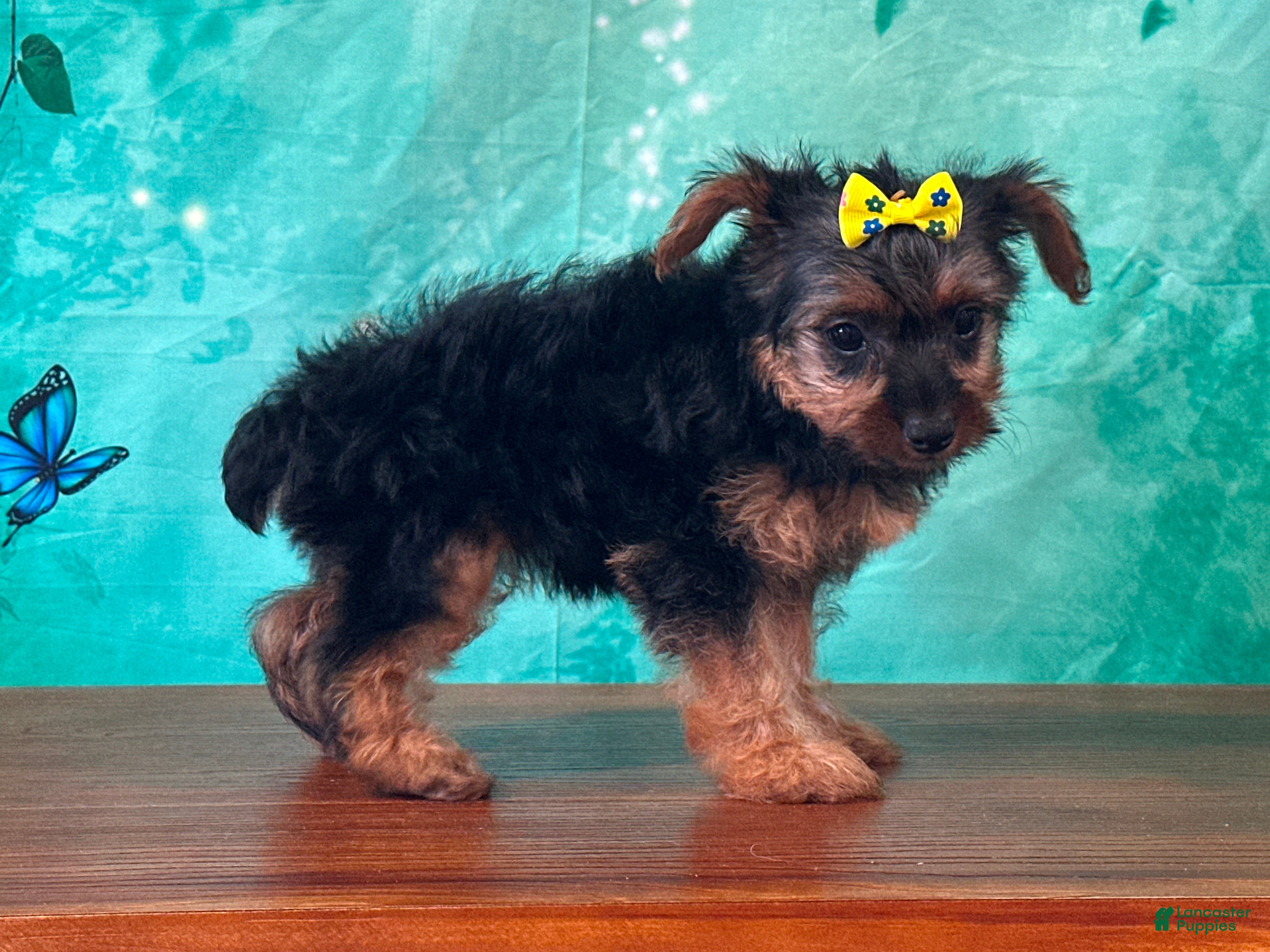 Yorkshire Terrier dogs Ellie - Ad 2
