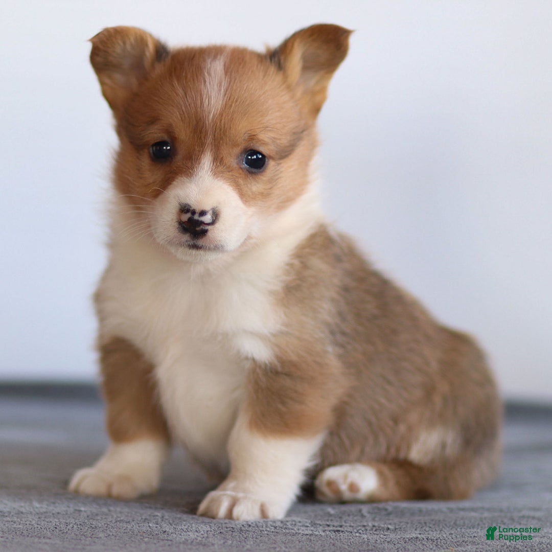 Welsh Corgi Pembroke dogs for sale: Kadin Welsh Corgi Pembroke - Ad 2