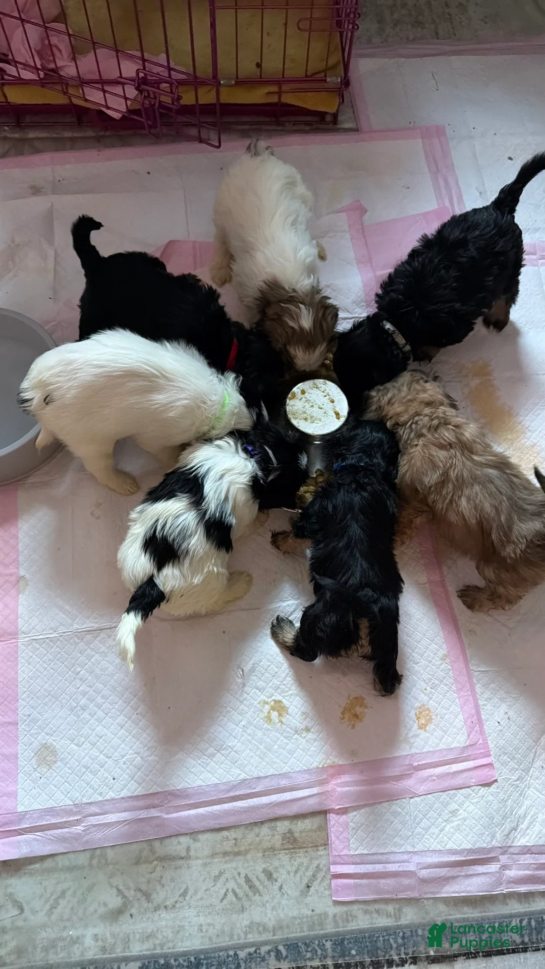 Mixed Breed dogs for sale: Mixed Breed Puppy 1 - Ad 8
