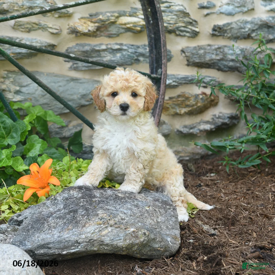 Mini Goldendoodle dogs for sale: Caspian - Ad 2