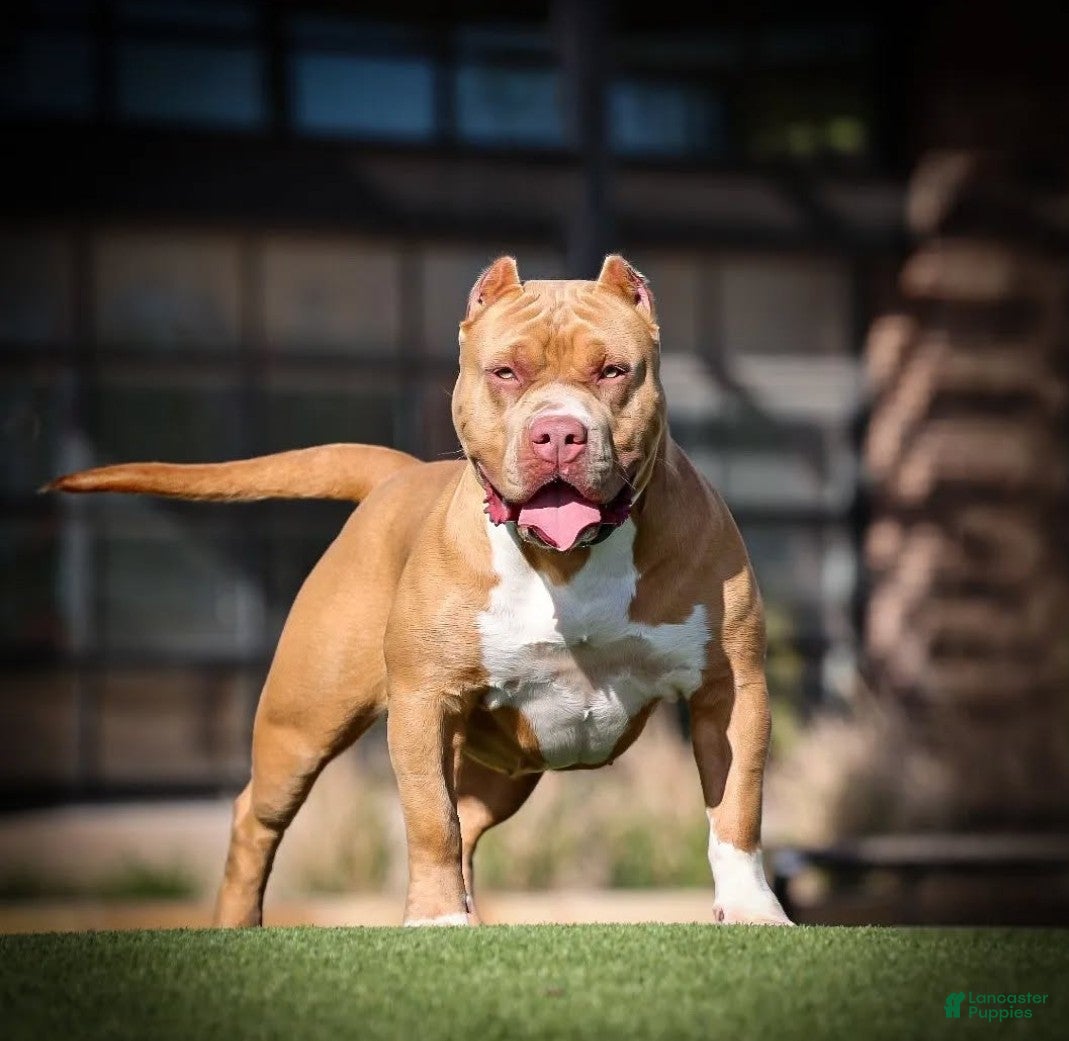 American Bully dogs American Bully Puppy 1 - Ad 2