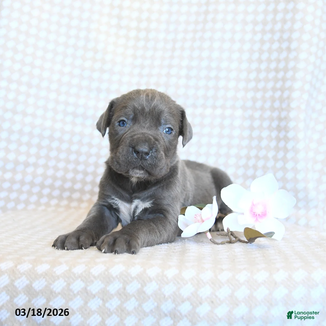 Cane Corso dogs for sale: Coral - Ad 5