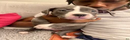 American Bully dogs for sale: American Bully 2 - Ad 1