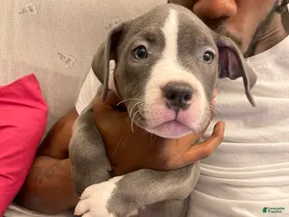 American Bully dogs American Bully 2 - Ad 5