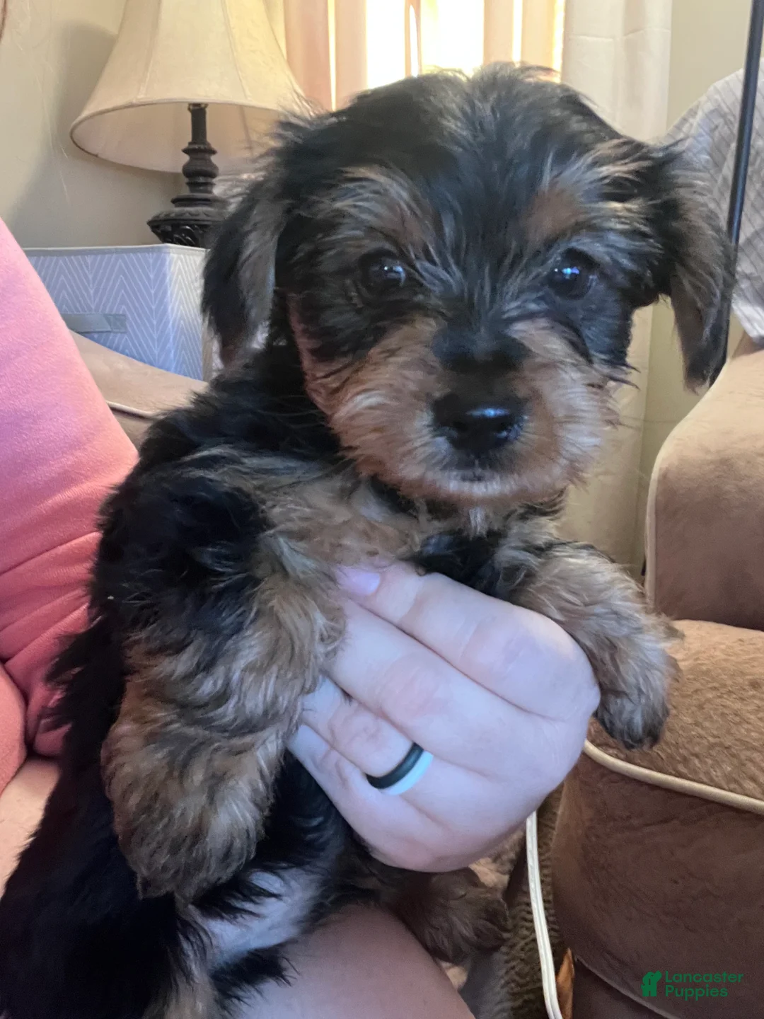 Yorkshire Terrier dogs for sale: Yorkshire Terrier Puppy 3 - Ad 2