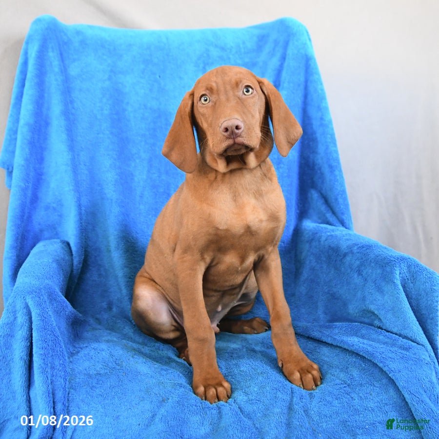 Vizsla dogs Russel - Ad 1