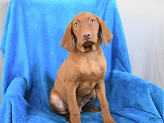 Vizsla dogs Russel - Ad 12
