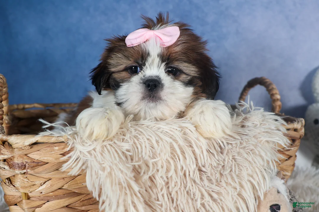 Shih Tzu dogs for sale: COOKIE - Ad 1