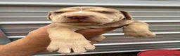 Catahoula Leopard Dog dogs for sale: Ewok - Ad 5