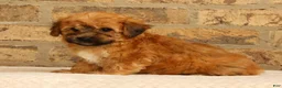 Yochon dogs for sale: Felicity - Ad 2