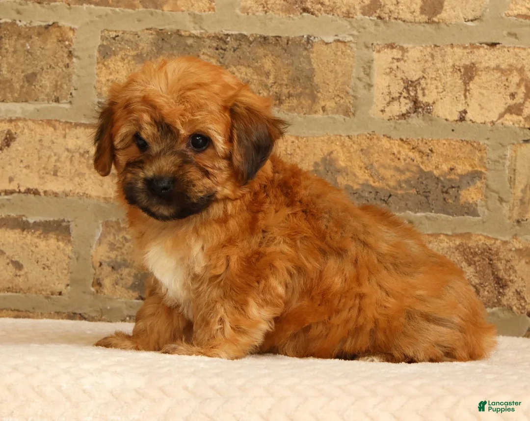 Yochon dogs for sale: Felicity - Ad 2