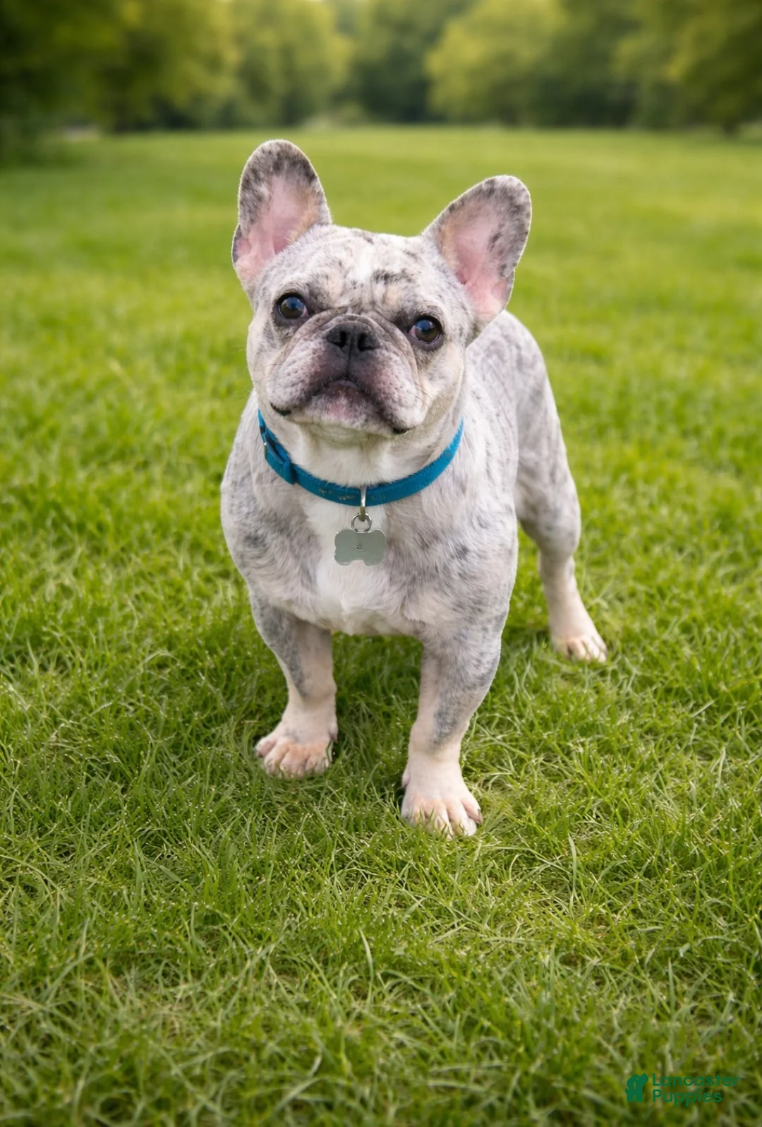 French Bulldog dogs for sale: French Bulldog Puppy 2 - Ad 6