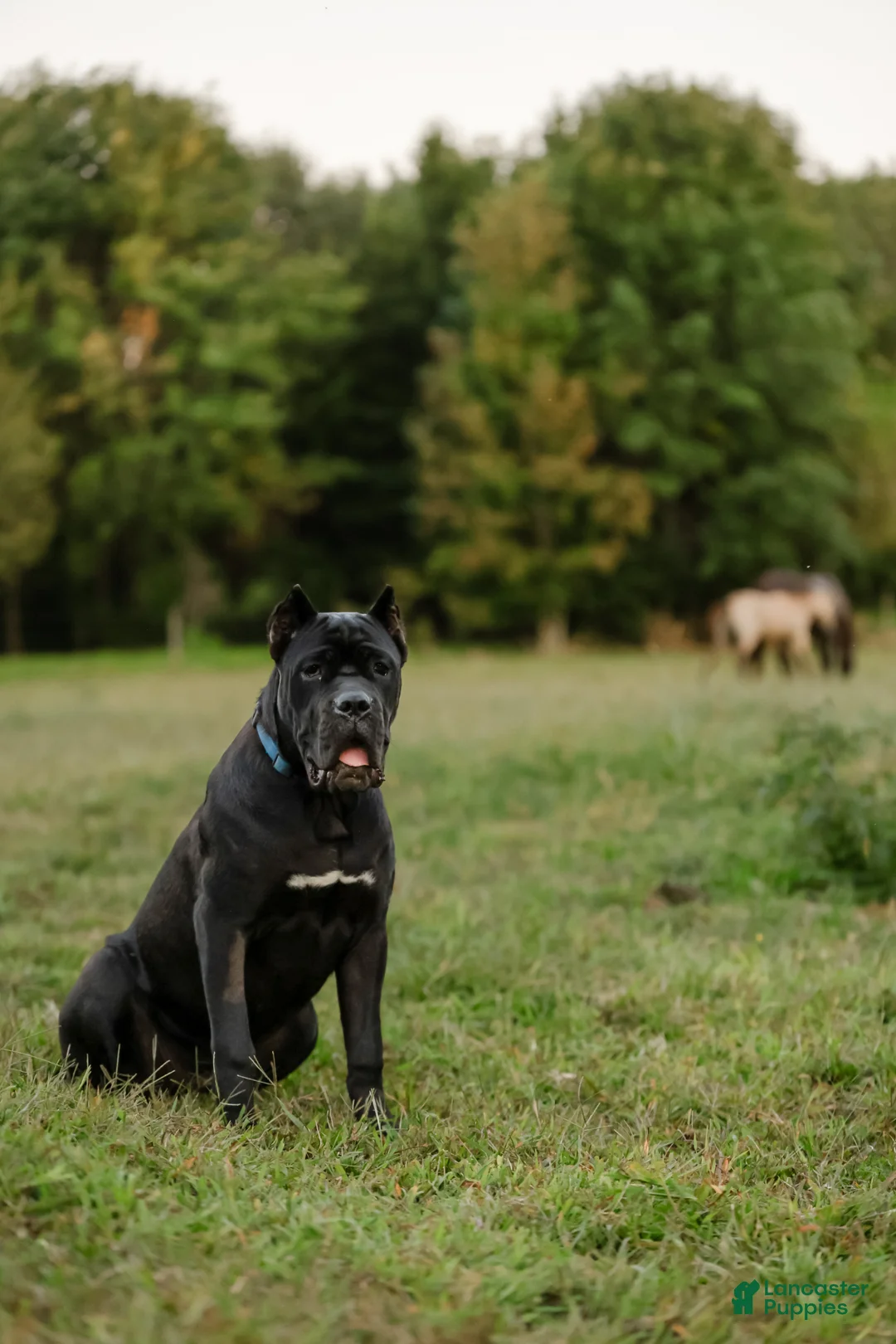 Cane Corso dogs for sale: Cane Corso Puppy 2 - Ad 6