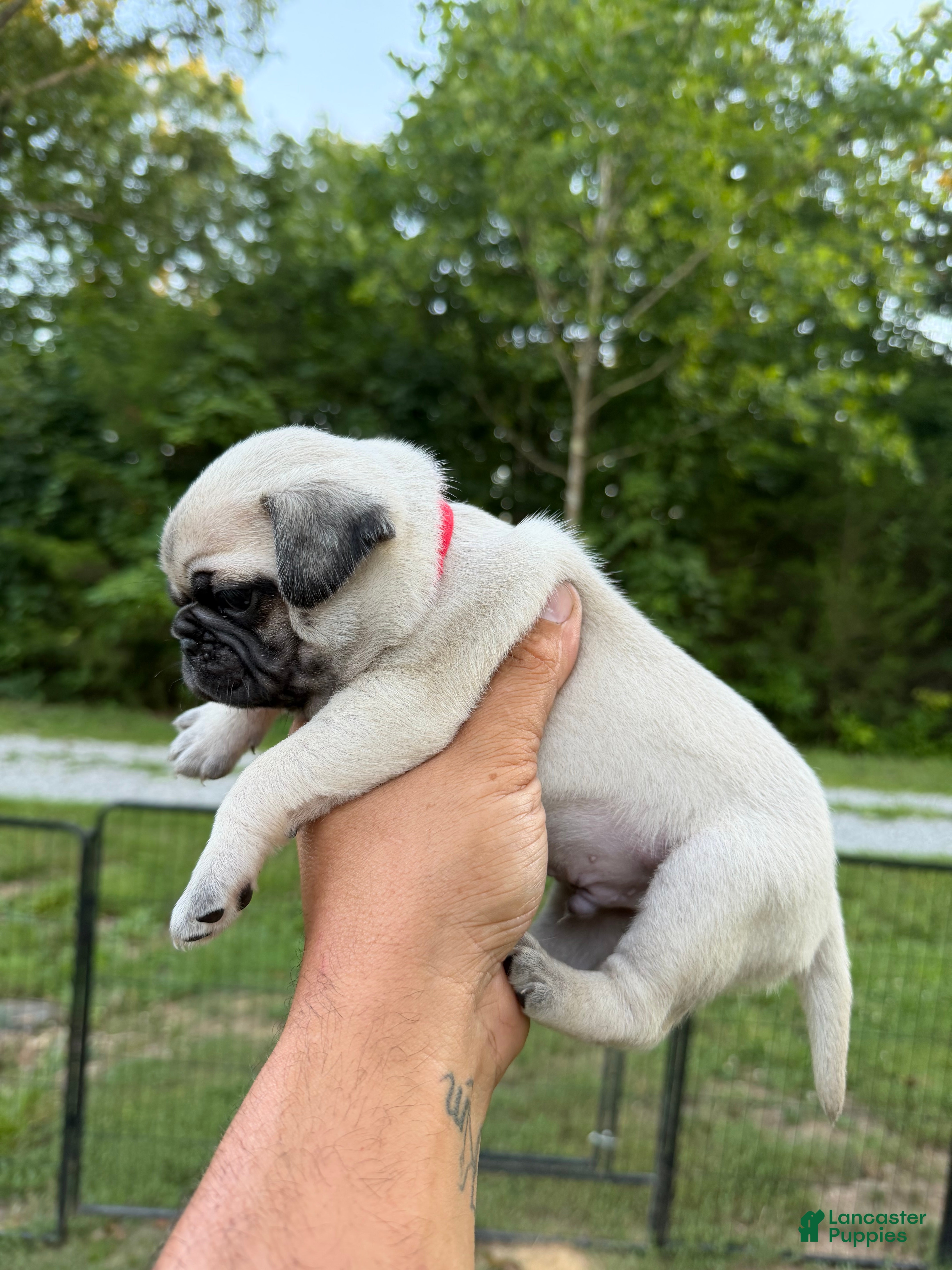 Pug dogs buzz RED collar - Ad 19