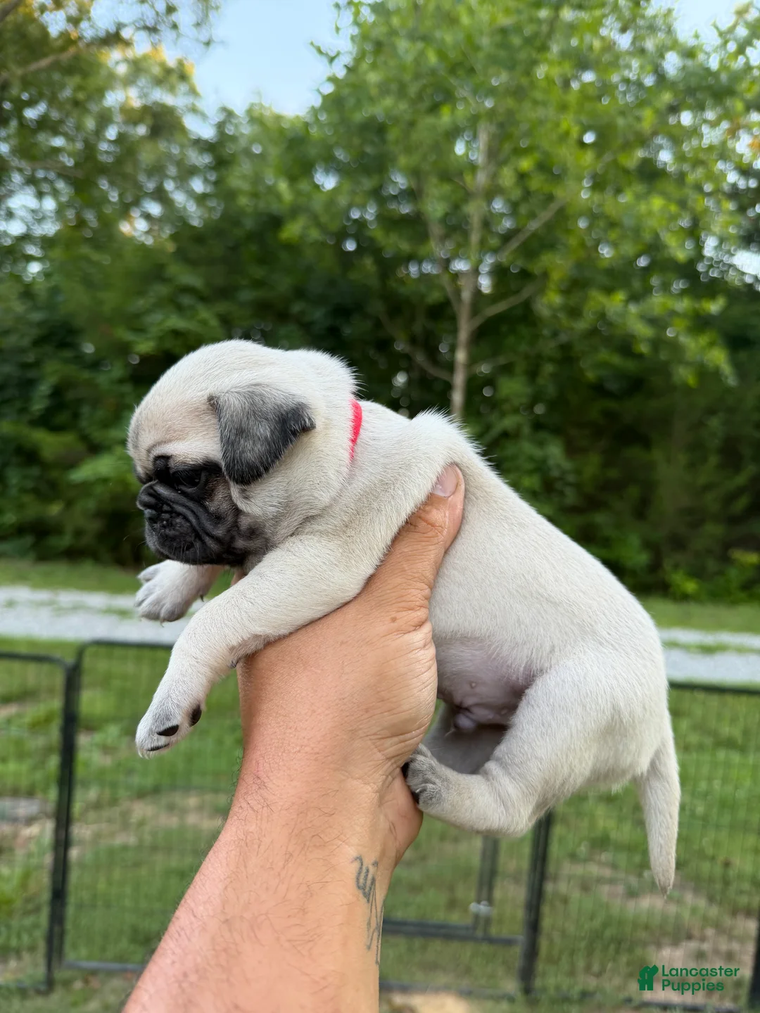 Pug dogs for sale: buzz RED collar - Ad 1