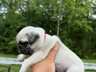 Pug dogs buzz RED collar - Ad 27