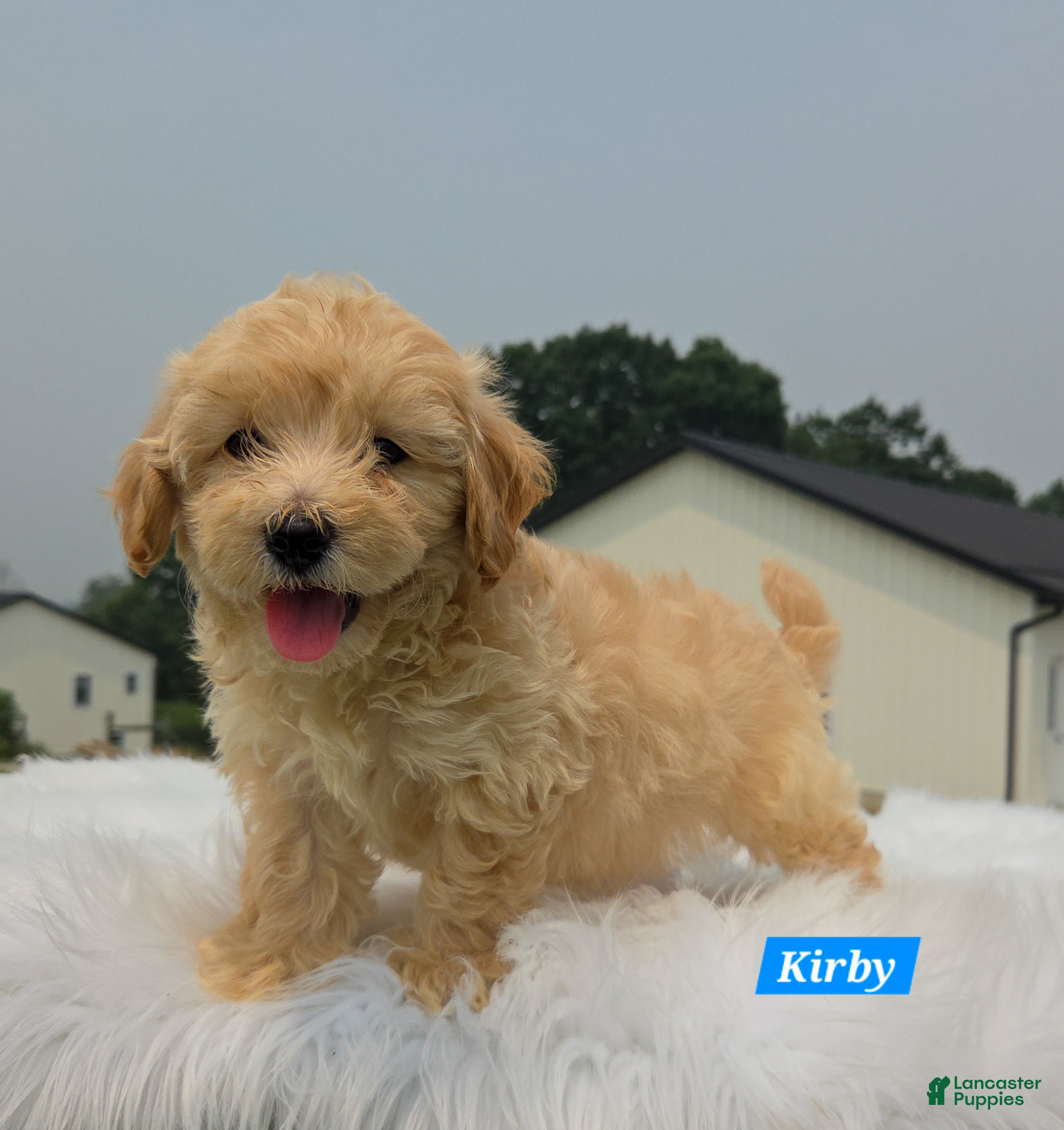 Maltipoo dogs Kirby - Ad 1