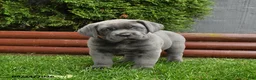 Cane Corso dogs for sale: Anbil - Ad 1