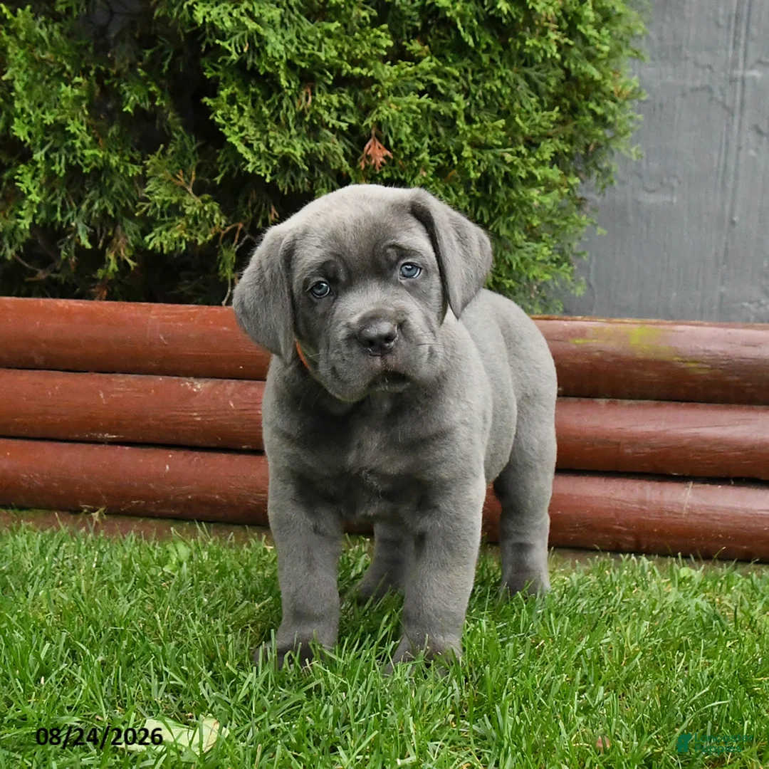 Cane Corso dogs for sale: Anbil - Ad 1