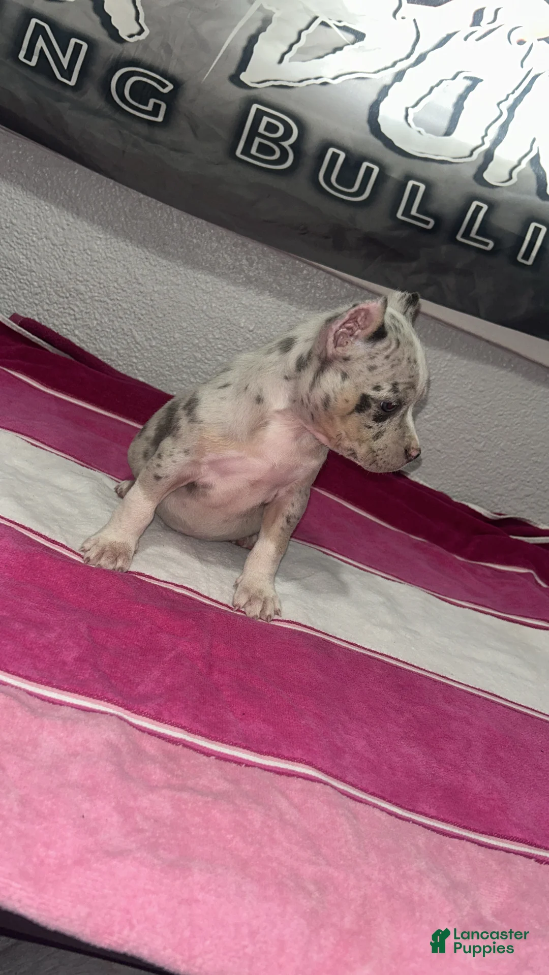 American Bully dogs for sale: American Bully Puppy  - Ad 3