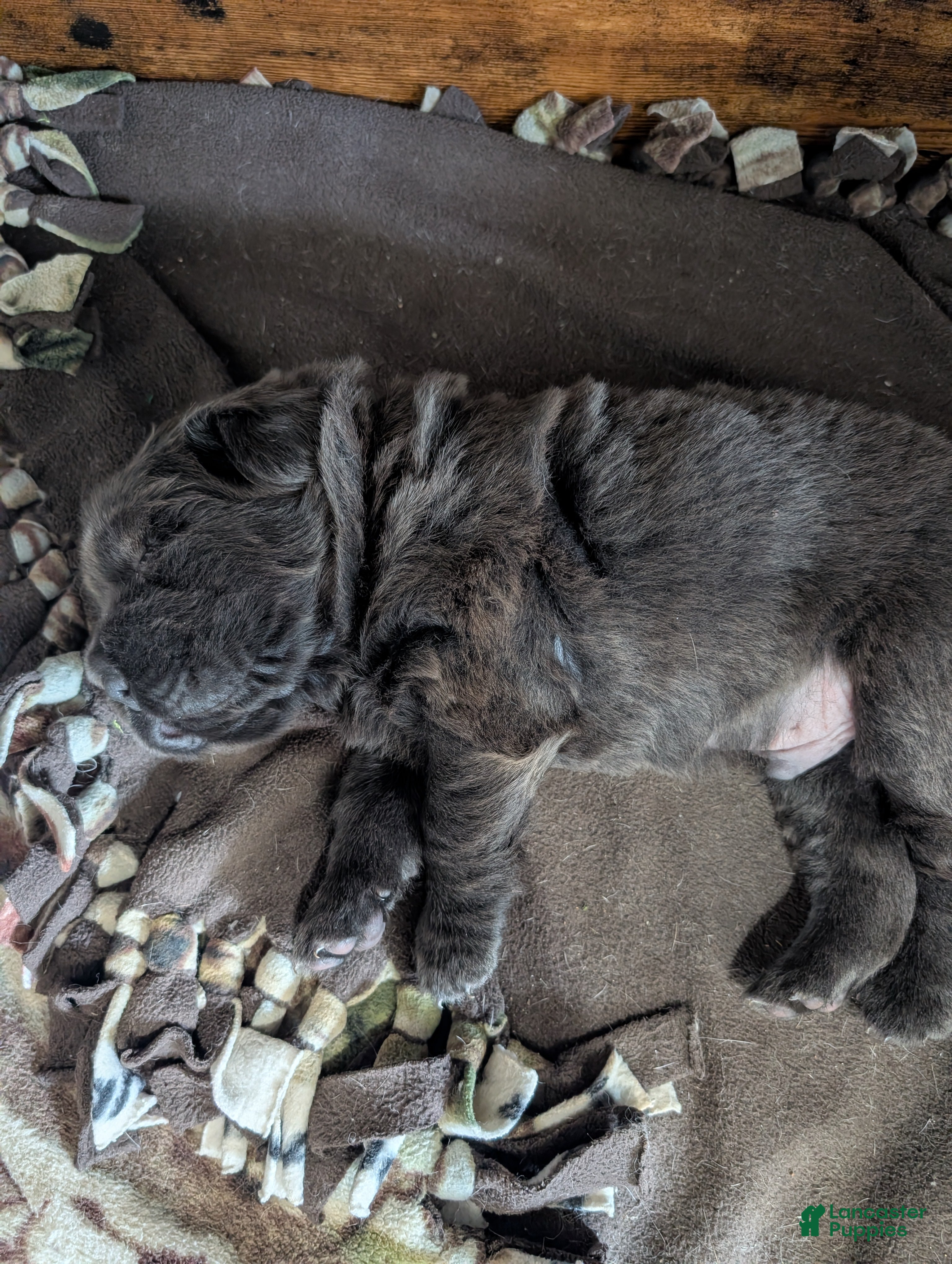 Mixed Breed dogs for sale: Puppy 3 - Ad 4