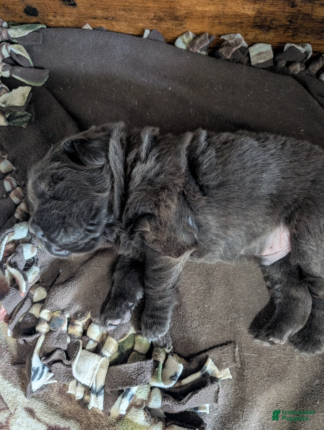 Mixed Breed dogs for sale: Puppy 3 - Ad 1