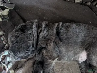 Mixed Breed dogs for sale: Puppy 3 - Ad 4