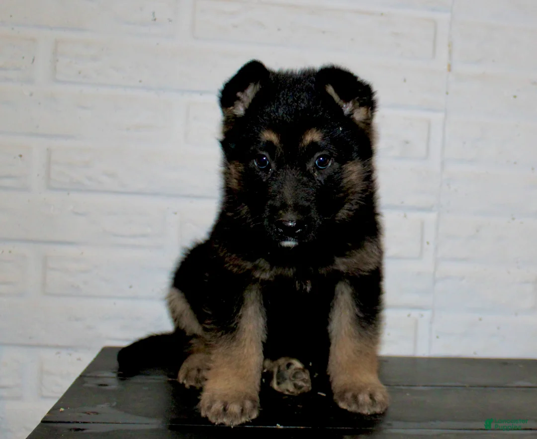 German Shepherd dogs for sale: Macy  - Ad 1