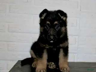 German Shepherd dogs for sale: Macy - Ad 2