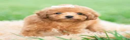 Toy Poodle dogs for sale: Gigi AKC - Ad 2