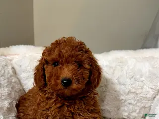 Toy Poodle dogs Luna - Ad 16