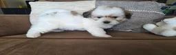 Maltipoo dogs for sale: Graham - Ad 1