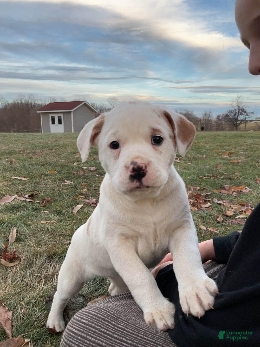 Mixed Breed dogs for sale: Stella - Ad 1