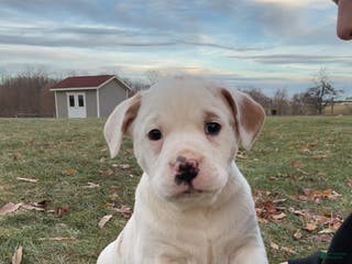 Mixed Breed dogs Stella - Ad 31