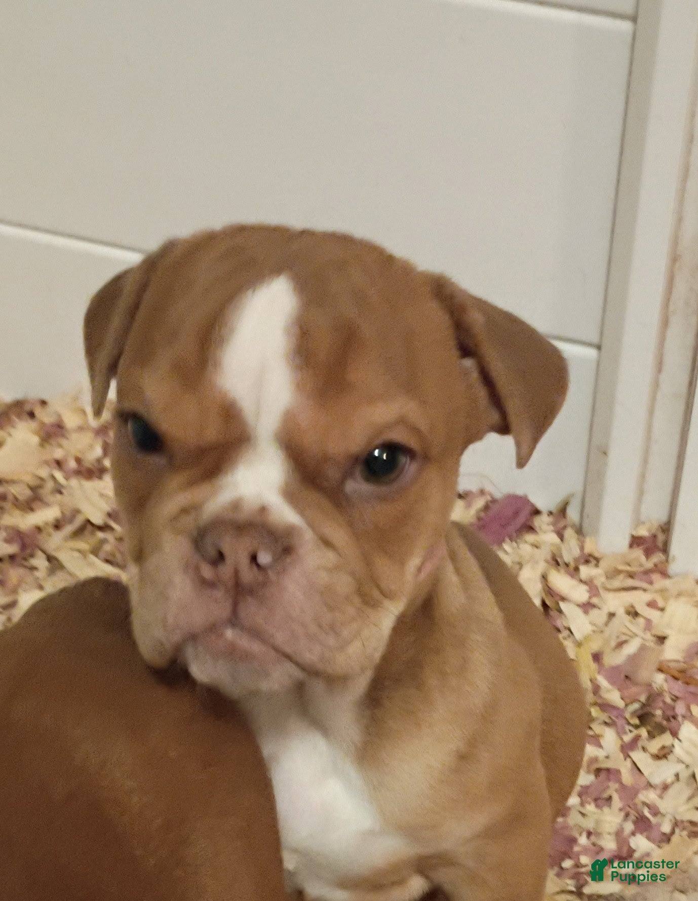 Olde English Bulldogge dogs Olde English Bulldogge Puppy 1 - Ad 17