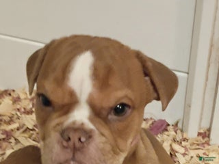 Olde English Bulldogge dogs Olde English Bulldogge Puppy 1 - Ad 15
