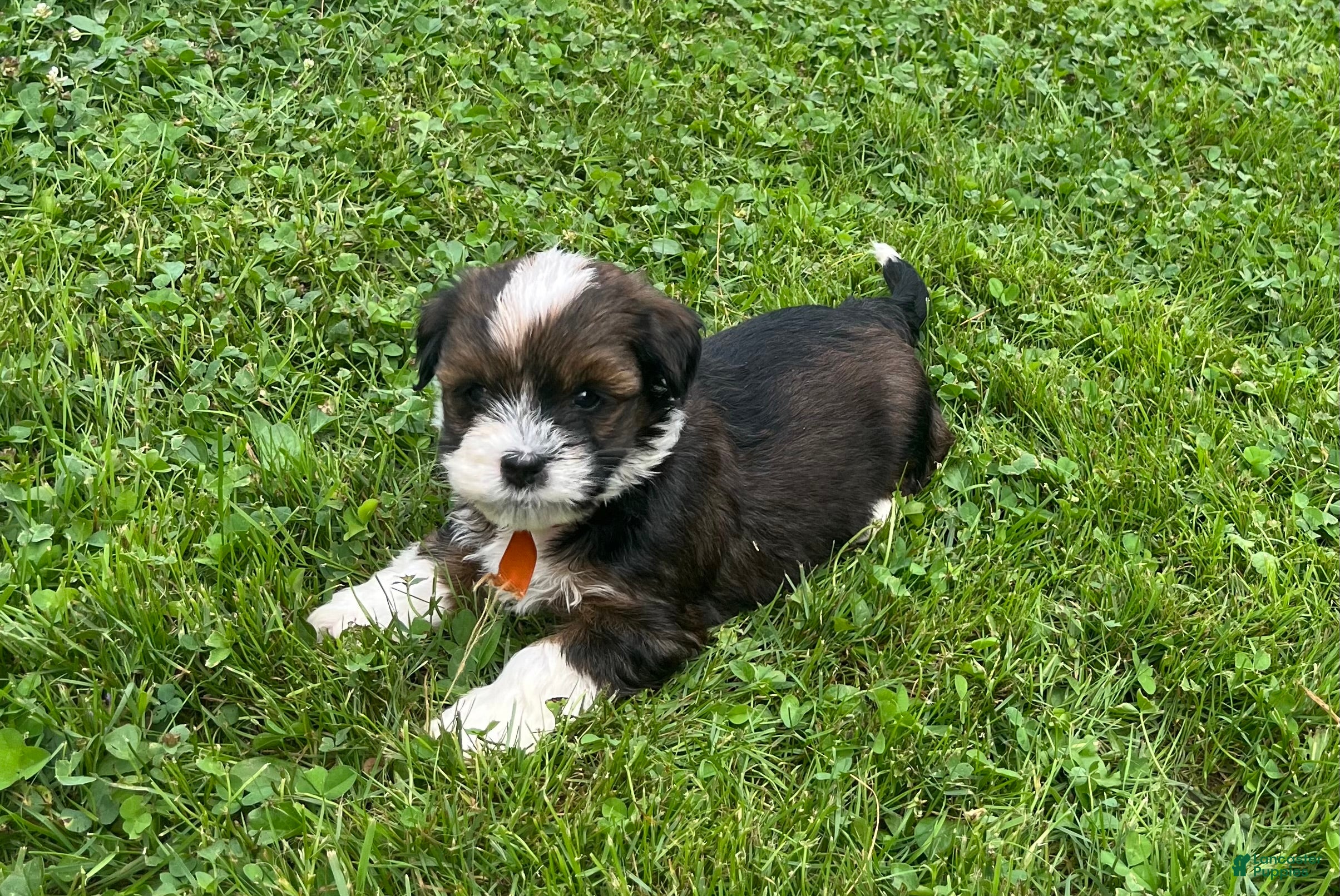 Havanese dogs Orange - Ad 1