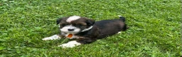 Havanese dogs for sale: Orange - Ad 1