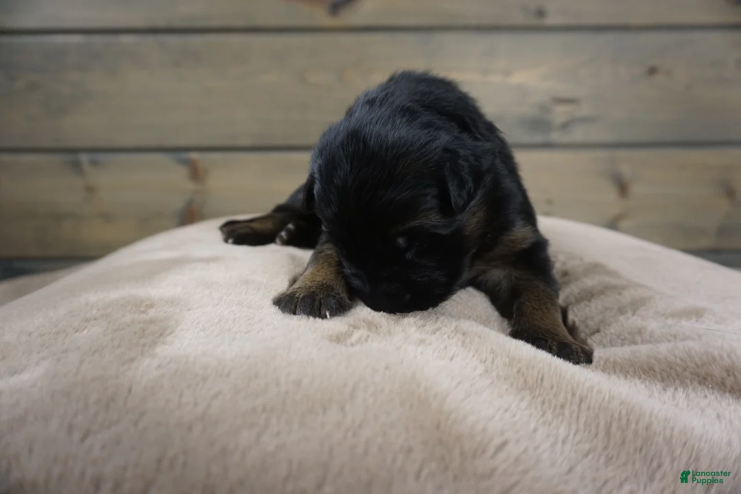 German Shepherd dogs for sale: Capri - Ad 3