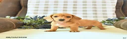 Miniature Dachshund dogs for sale: River - Ad 3