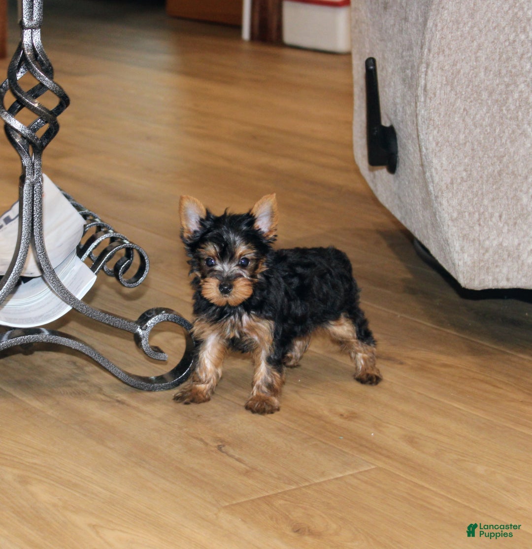 Yorkshire Terrier dogs for sale: Peaches - Ad 7